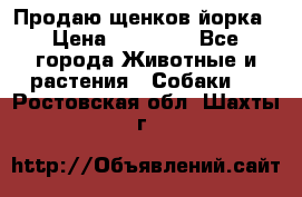 Продаю щенков йорка › Цена ­ 10 000 - Все города Животные и растения » Собаки   . Ростовская обл.,Шахты г.